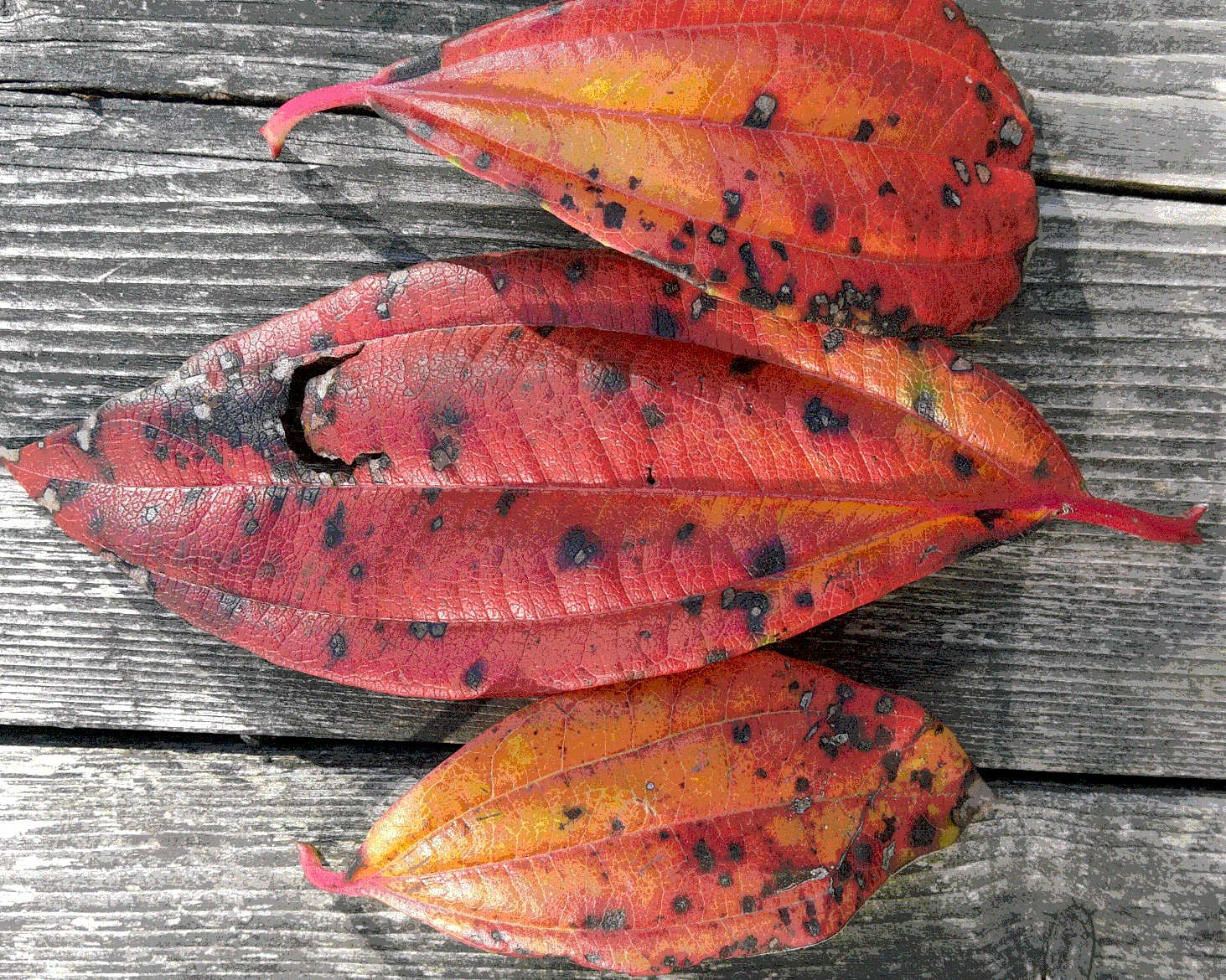 Rood blad op tafel