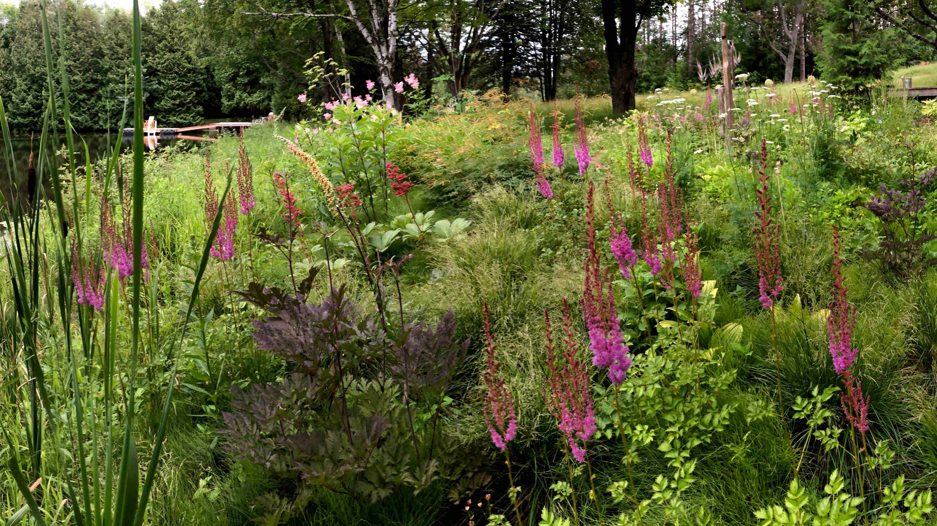 Wilde tuin